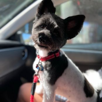 Royalty Pet Spa - Always gets Iroh's haircuts down to a T. Perfect every time. I love it here! - Pet Groomers Near Me - Las Vegas, Nevada Royalty Pet Spa - Always gets Iroh's haircuts down to a T. Perfect every time. I love it here! - Pet Groomers Near Me - Las Vegas, Nevada