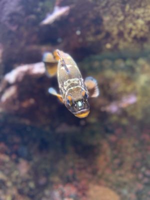 Oregon Coast Aquarium by null