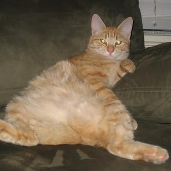 Animal Medical - Veterinarians Near Me - Vancouver, Washington Animal Medical - Veterinarians Near Me - Vancouver, Washington