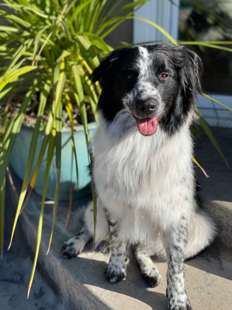 ANIMAL HOUSE GROOMING 45 Photos & 17 Reviews 1438 Princeton Ave