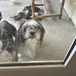 Teddy before grooming Teddy before grooming