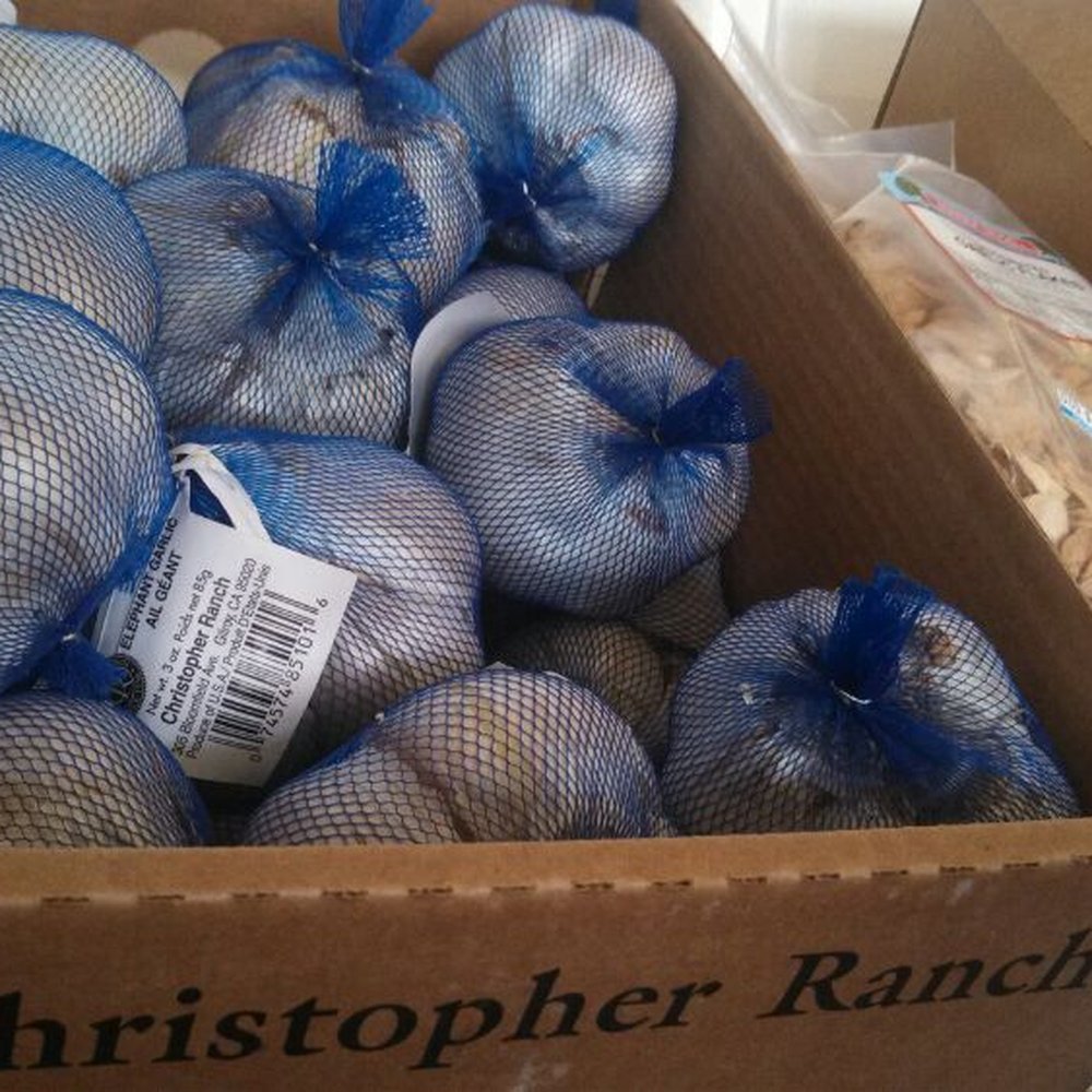 Boxes of Elephant Garlic... bulbs as big as baseballs! Boxes of Elephant Garlic... bulbs as big as baseballs!