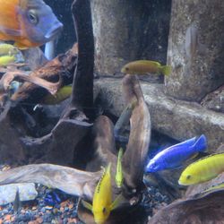 Dingle Oceanworld Mara Beo - Tropical fish