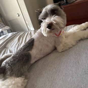 Angel Paws Pet Grooming - Pet Groomers Near Me - Sunrise, Florida