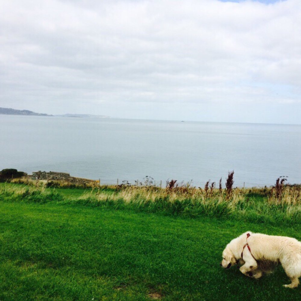 Hillcrest Veterinary Hospital - Veterinarians Near Me - Clonsilla, D