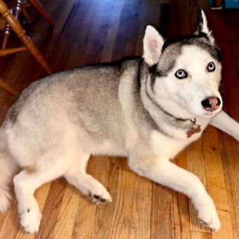 Alpha Grooming Pet Salon - Pet Groomers Near Me Alpha Grooming Pet Salon - Pet Groomers Near Me