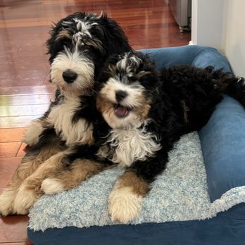 VCA Osterville Veterinary Clinic - Rockster, mini bernadoodle & Ruby, Bernadoodle - Veterinarians Near Me - Osterville, Massachusetts VCA Osterville Veterinary Clinic - Rockster, mini bernadoodle & Ruby, Bernadoodle - Veterinarians Near Me - Osterville, Massachusetts
