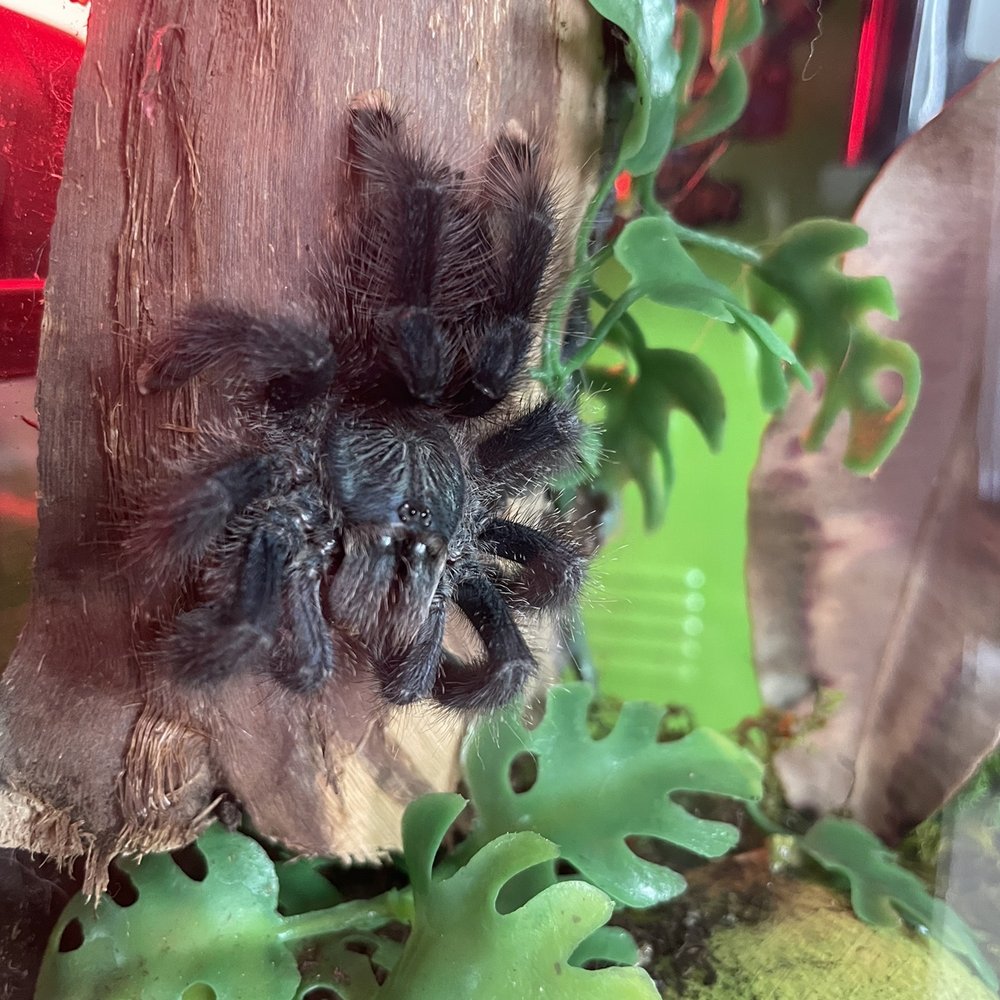 Beast Pets & Supplies - My Avic is thriving! - Reptile Shops Near Me - Spring Valley, California Beast Pets & Supplies - My Avic is thriving! - Reptile Shops Near Me - Spring Valley, California