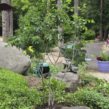 Seth Erickson Arborist - Service Berry new planting - Tree Services Near Me Seth Erickson Arborist - Service Berry new planting - Tree Services Near Me