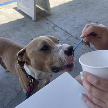 Yogurt Heaven II - My dog. - Ice Cream & Frozen Yogurt Near Me - San Diego, California Yogurt Heaven II - My dog. - Ice Cream & Frozen Yogurt Near Me - San Diego, California