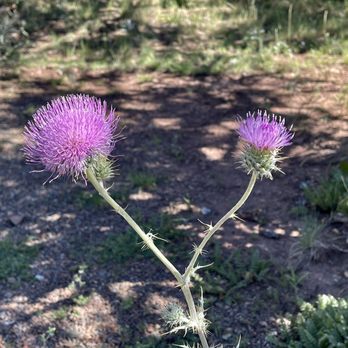 Turquoise Trail Campground & Rv Park - Plume Thistle - RV Parks Near Me - Cedar Crest, New Mexico Turquoise Trail Campground & Rv Park - Plume Thistle - RV Parks Near Me - Cedar Crest, New Mexico