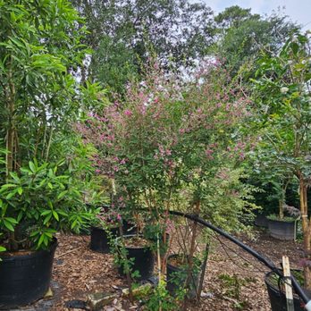 La Escondida Tree Farm - Little Volcano Lespedeza - Nurseries & Gardening Near Me - Magnolia, Texas La Escondida Tree Farm - Little Volcano Lespedeza - Nurseries & Gardening Near Me - Magnolia, Texas