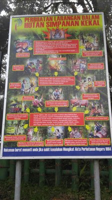 Mossy Forest by null