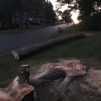 Absolute Tree Service, Inc. - Total take down! - Tree Services Near Me
