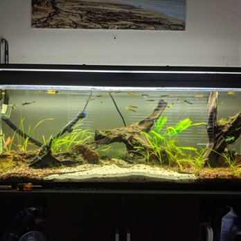 Jared's Aquarium Service - Cleaning up - Aquarium Services Near Me