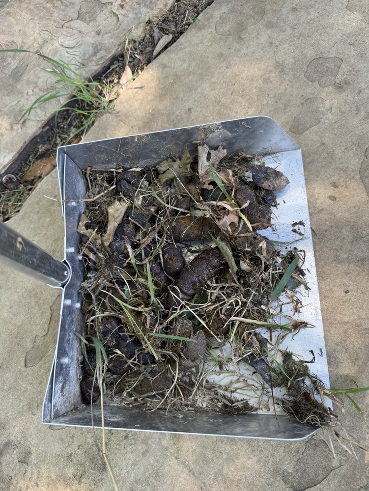 POOP 911 FORT WORTH Updated September 2024 16 Photos & 15 Reviews