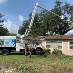 Tree Life Florida