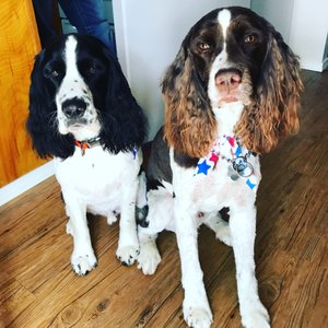 Critter Clips Pet Grooming 2019 All You Need To Know Before You