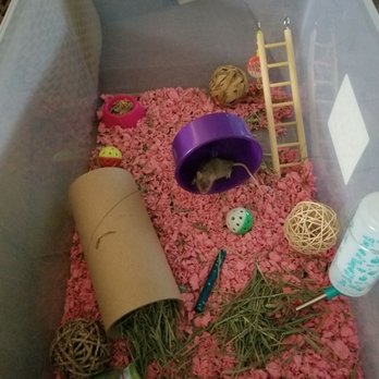 PetSmart - Pet Training Near Me - Houston, Texas