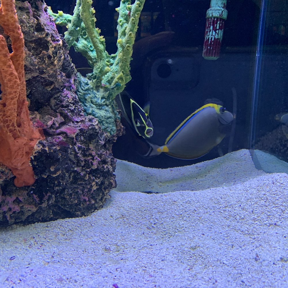 Aquatic Critter - Beautiful fish - Aquarium Services Near Me - Nashville, Tennessee