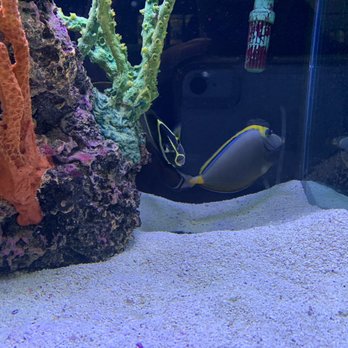 Aquatic Critter - Beautiful fish - Aquarium Services Near Me - Nashville, Tennessee Aquatic Critter - Beautiful fish - Aquarium Services Near Me - Nashville, Tennessee