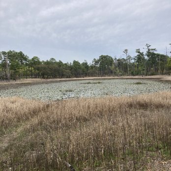 Carolina Beach State Park - Lily pons - Parks Near Me - Carolina Beach, North Carolina Carolina Beach State Park - Lily pons - Parks Near Me - Carolina Beach, North Carolina