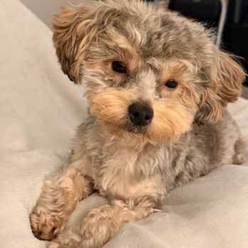 PetSmart Doggie Day Camp - THEY CUT ALL HIS HAIR OFF! - Pet Stores Near Me - Concord, California PetSmart Doggie Day Camp - THEY CUT ALL HIS HAIR OFF! - Pet Stores Near Me - Concord, California