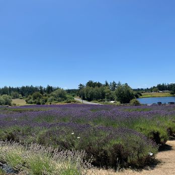 Pelindaba Lavender - So much lavender! So much purple! - Gift Shops Near Me - Friday Harbor, Washington