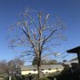 Photo of Gonzalez's Tree Service