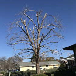 Gonzalez's Tree Service - AFTER