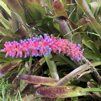 Ali'i Kula Lavender - Tours Near Me - Kula, Hawaii Ali'i Kula Lavender - Tours Near Me - Kula, Hawaii