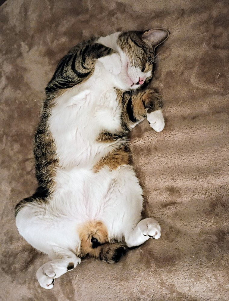 Lake Worth Animal Hospital Image