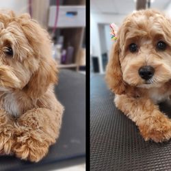 High Life Hounds - Before & After