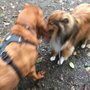 Photo of Hounds of Love Dog Walking