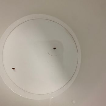 Seabird Lodge - Bugs - Hotels Near Me - Fort Bragg, California