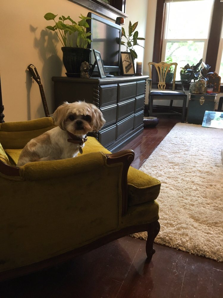 DOGTOWNE DOG GROOMING - 20 Reviews - Pet Groomers - 1138 Tamm Ave, Saint Louis, MO - Phone