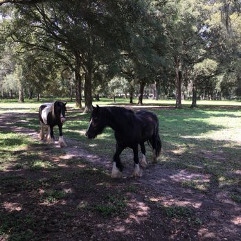 Gypsy Gold Horse Farm - Walking Tours Near Me - Ocala, Florida Gypsy Gold Horse Farm - Walking Tours Near Me - Ocala, Florida