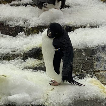 Wild Artic - Aquariums Near Me - Orlando, Florida Wild Artic - Aquariums Near Me - Orlando, Florida