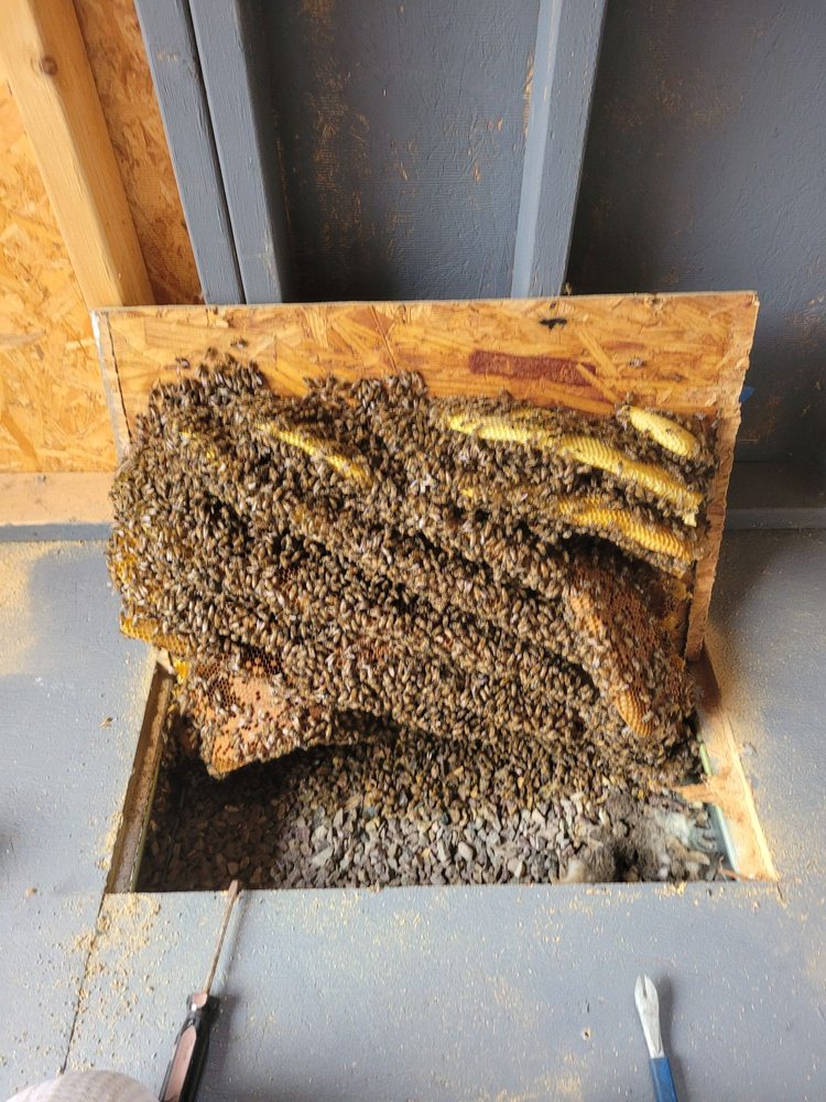 Your San Diego Beekeeper - beekeeping in San Diego, CA