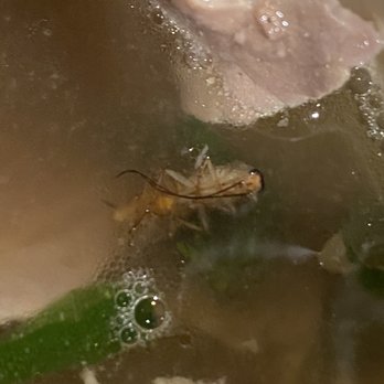 Lam's Garden - Cockroach in the pho. - Vietnamese Near Me - Hilo, Hawaii