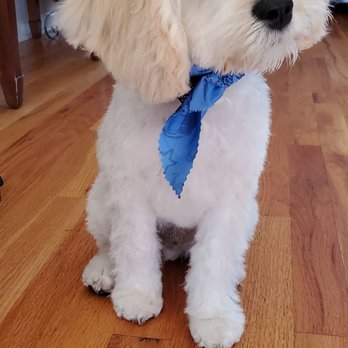 Bark Out Loud - Izzy - Pet Groomers Near Me - Chicago, Illinois