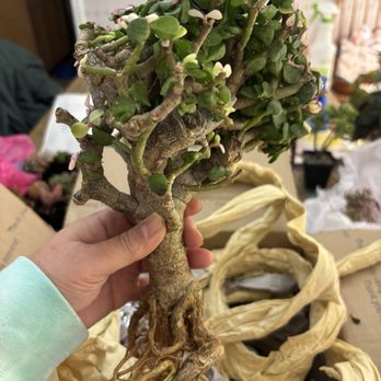 MiMi Nursery - The roots are so healthy - Nurseries & Gardening Near Me - Garden Grove, California MiMi Nursery - The roots are so healthy - Nurseries & Gardening Near Me - Garden Grove, California