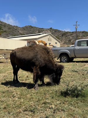 Catalina Island Conservancy Trailhead by null