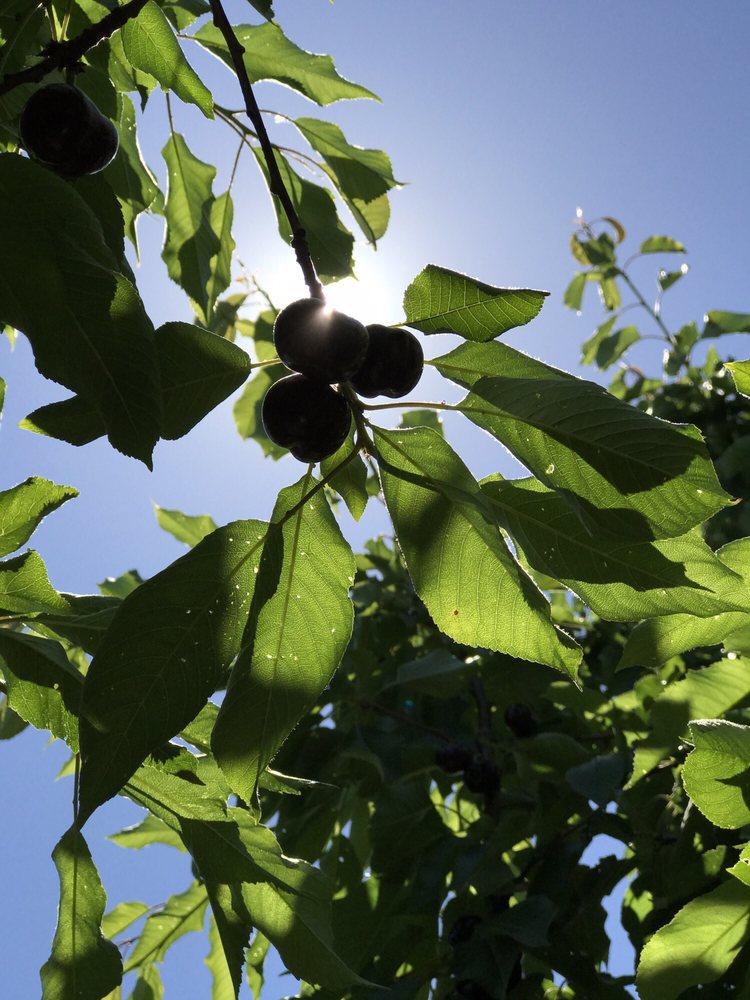 BRENTWOOD CHERRY ORCHARD Updated September 2024 2251 Camino Diablo