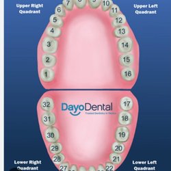 About Face Dental Medi-Spa - Image of the tooth numbering system