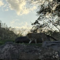 Fantasy World Resort - Disney Animal Kingdom