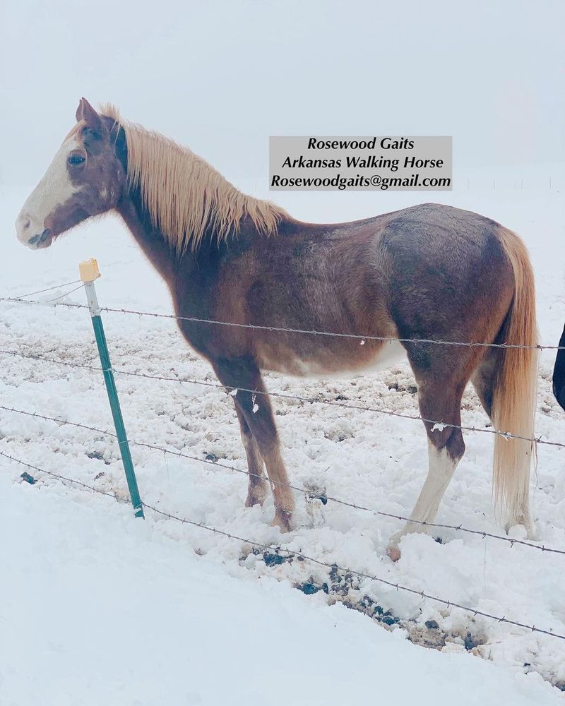 Rosewood Gaits - equestrian in Lincoln, AR