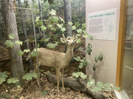 Giant City State Park by null