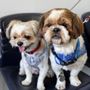Photo of TLC Animal Clinic