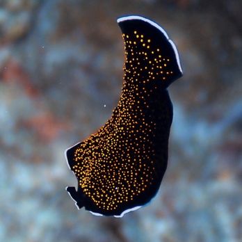 Island Divers Travel - flat worm - Travel Agents Near Me Island Divers Travel - flat worm - Travel Agents Near Me